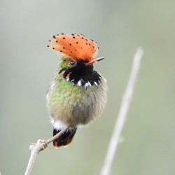 Spangled Coquette hummingbird at Buglas Lodge – birding in Limón Indanza, Ecuador