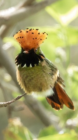Spangled Coquette hummingbird at Buglas Lodge – birding in Limón Indanza, Ecuador