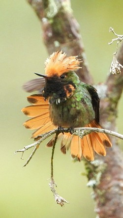Spangled Coquette hummingbird at Buglas Lodge – birding in Limón Indanza, Ecuador