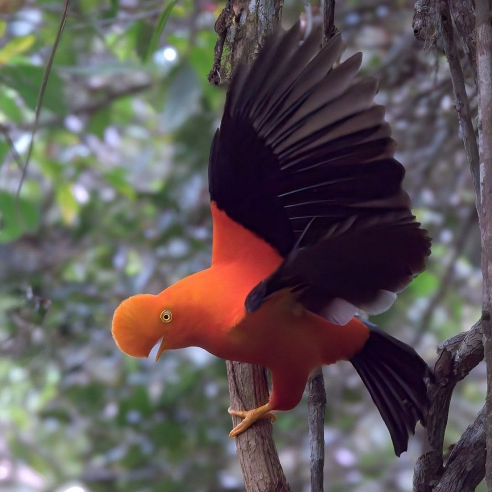 Andean Cock-of-the-Rock at Buglas Lodge, birdwatching Limón Indanza Ecuador